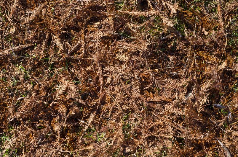 Professional tree bed mulching service in Cullowhee NC with organic tree mulch